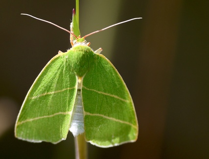 Bena bicolorana