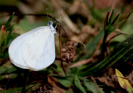 Leptidea sinapis