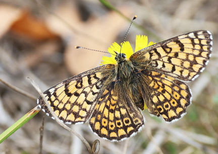 Melitaea cinxia-3