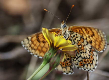 Melitaea cinxia-31