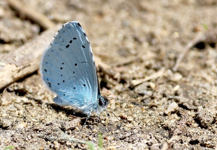 Celastrina argiolus-6
