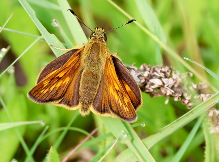 Ochlodes sylvanus-2