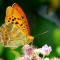 Argynnis paphia-61