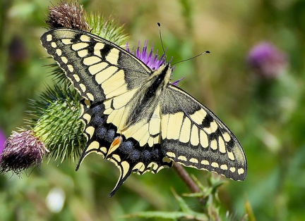 Papilio machaon-1