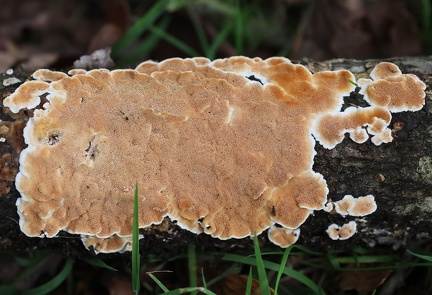 Steccherinum ochraceum