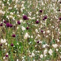 Allium sphaerocephalon-1