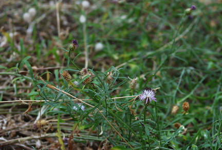  Centaurea aspera