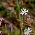 Silene portensis