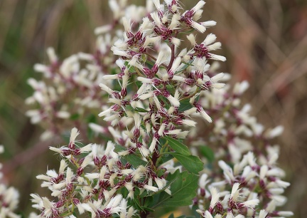 Baccharis halimifolia-2