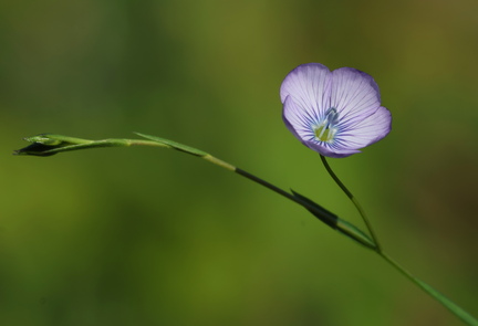 Linum usitatissimum