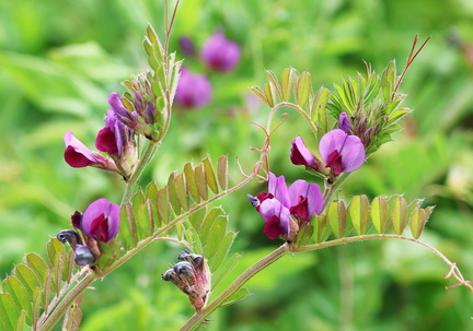Vicia sativa