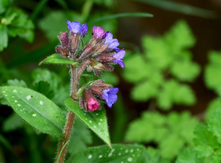 Pulmonaria longifolia