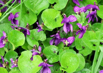 Viola odorata