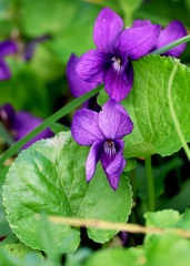 Viola odorata-1