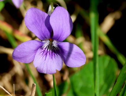Viola odorata-2