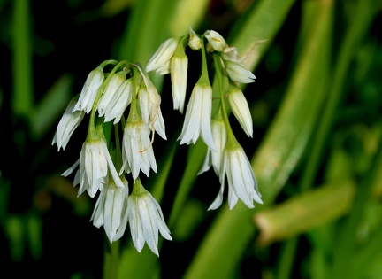 Allium triquetrum