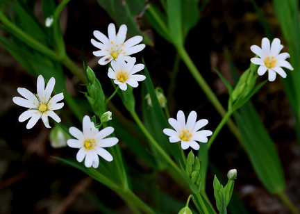 Rabelera holostea