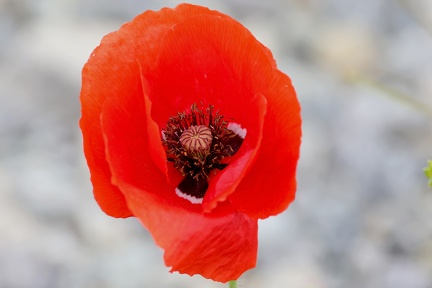 Papaver rhoeas-2