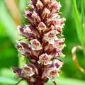 Orobanche sp.