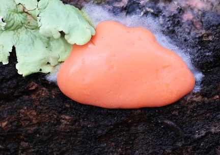 Dictydiaethalium plumbeum-3