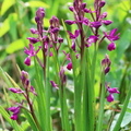 Anacamptis laxiflora-5