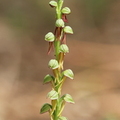 Orchis anthropophora-4