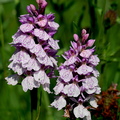Dactylorhiza maculata-2