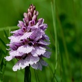 Dactylorhiza maculata-1