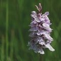 Dactylorhiza maculata-11