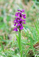 Anacamptis morio-4