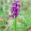 Anacamptis morio-4