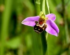 Orchidées