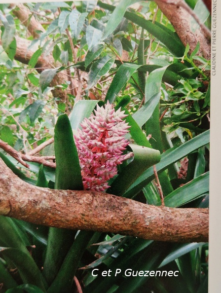 Bromelia-2.jpg