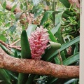 Bromelia-2