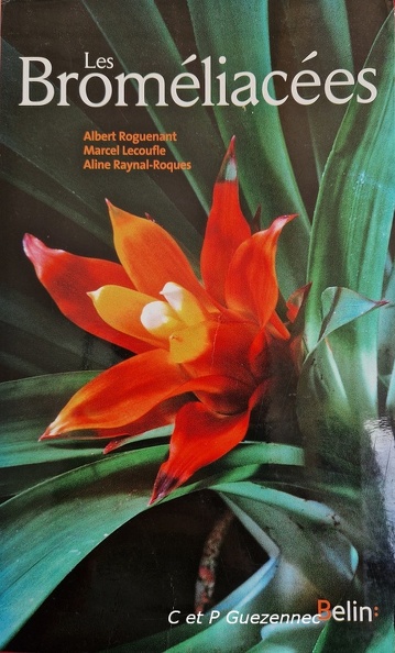 Bromelia.jpg