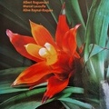 Bromelia