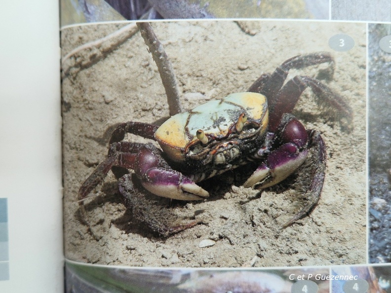 FC-Crabe.jpg