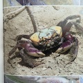 Wildlife Eastern Caribbean-1