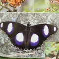Wildlife Eastern Caribbean-3