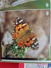 Wildlife Eastern Caribbean-4