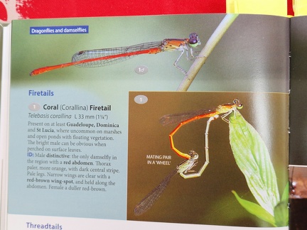 Wildlife Eastern Caribbean-6