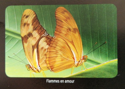 GuadeloupeEntreTerreEtMer-2