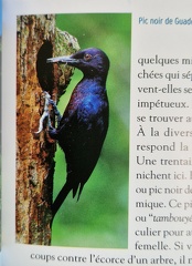 GuadeloupeEntreTerreEtMer-3