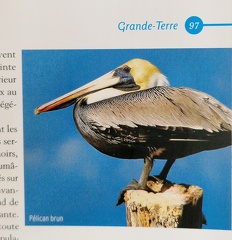 GuadeloupeEntreTerreEtMer-4