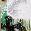 InsectesAF-2