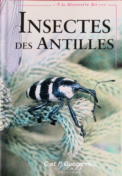 InsectesAF.jpg