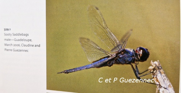 LibellulesAmerique-1