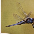 LibellulesAmerique-1