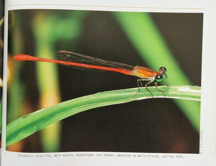 LibellulesAF-6
