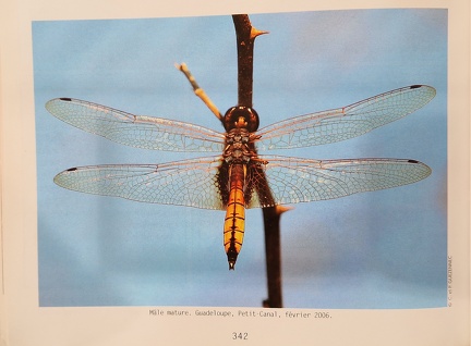 LibellulesAF-7